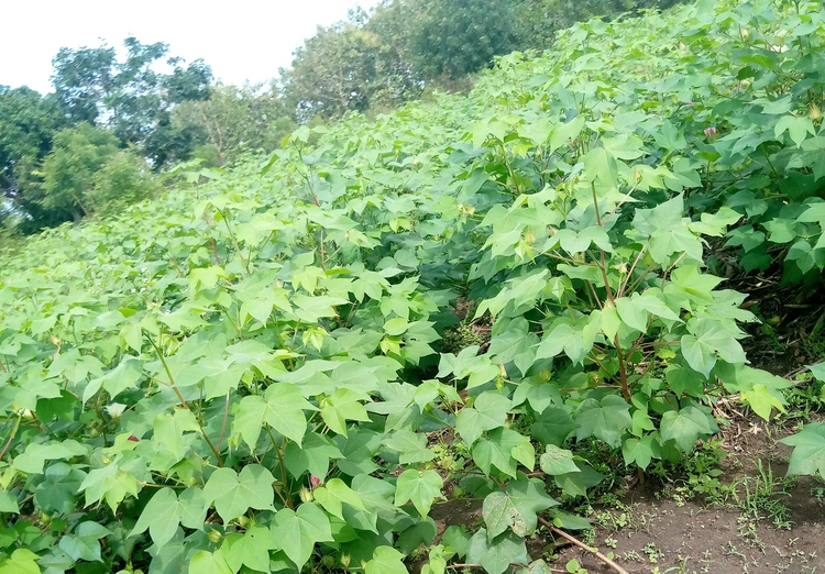 Champs de coton