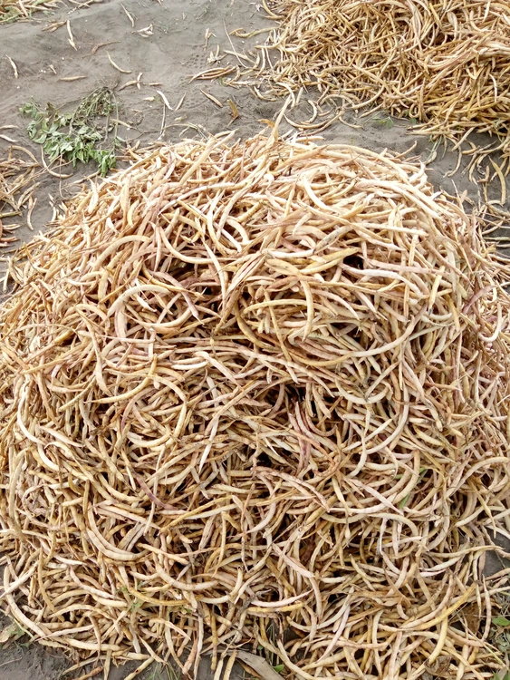 Tas d'haricot