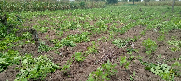 champ de soja