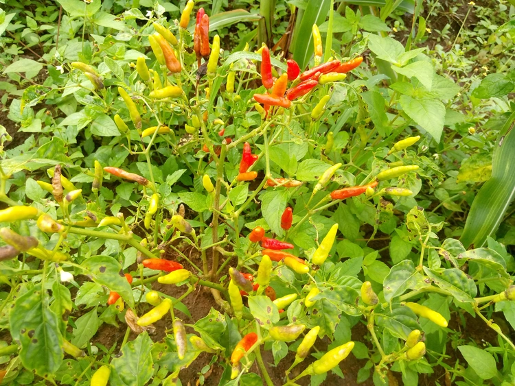 piment