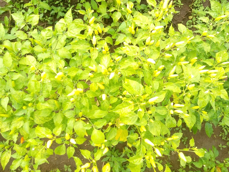 piment